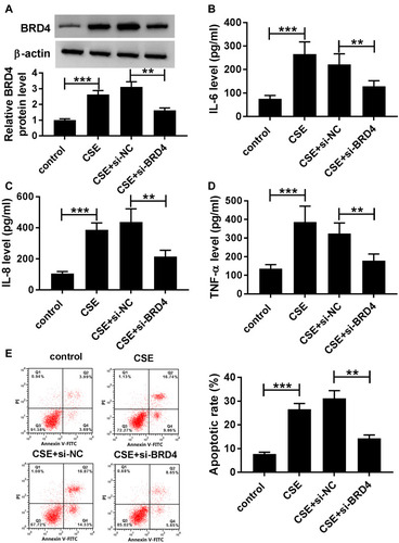 Figure 5 Knockdown of BRD4 inhibited CSE-induced apoptosis and inflammation in BEAS-2B cells. (A–E) BEAS-2B cells were divided into four groups: control, CSE, CSE+si-NC, and CSE+si-BRD4. (A) The protein level of BRD4 was measured by Western blot assay. (B–D) Inflammatory related factors (IL-6, IL-8, TNF-α) were measured by matched ELISA kits. (E) Flow cytometry assay was used to evaluate apoptosis of BEAS-2B cells. Data are shown as mean ± SD from three independent experiments. **P < 0.01, ***P < 0.001.