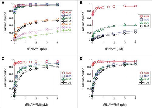 Figure 2. Effects of the start codon and tRNA sequence on the thermodynamic stability of the 30S•mRNA•tRNA complex. 30S subunits (1 µM) were incubated with mRNA (0.01 µM; with indicated start codon and preannealed radiolabeled primer) and various concentrations of tRNAfMet1 (A), tRNAMet (B), tRNAfMet2M1 (C), or tRNAfMet2M3 (D) for 2 h at 37°C, and then complexes were analyzed by toeprinting. Fraction of bound mRNA (F) was quantified as [toeprint signal / (toeprint + run-off signal)] and plotted versus input tRNA concentration. Data were fit to the equation F = Fmax[bc/(bc+1/K TC)], where b is the input tRNA concentration, c is the input 30S concentration, K TC is the equilibrium association constant, and Fmax is the maximal level of detected complex. For the ACG case of panel A, the Fmax parameter was set arbitrarily at 1.0 prior to fitting the curve shown. All K TC and Fmax values are listed in Table 1.