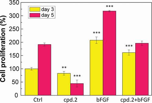 Figure 4. Effects of cpd.2 and bFGF on the proliferation rate of CG1639.