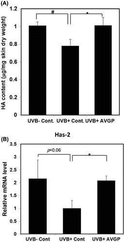 Fig. 7. (A) Measurement of HA content and (B) mRNA levels of hyaluronic acid synthases, Has2 in hairless mouse skin extract after 6 weeks of UVB irradiation.