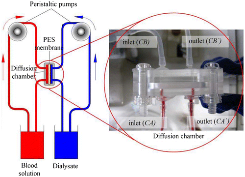 Figure 11. The membranes diffusion test for over 28 days. A loop system and diffusion chamber [Citation66].