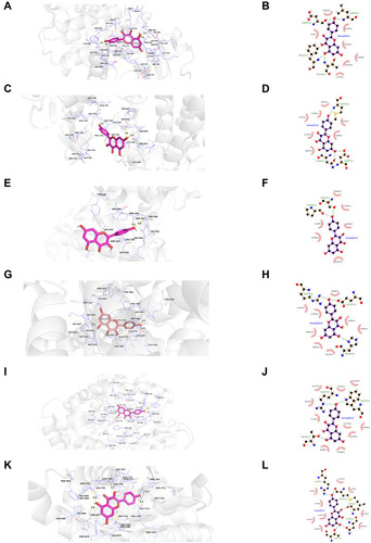 Figure 12 Molecular models of the binding of kaempferol from CSMFCH to the predicted targets (A and B) AKT1, (C and D) EGFR, (E and F) MAPK3, (G and H) ESR1, (I and J) CYP19A1, and (K and L) AR shown as 3D diagrams and 2D diagrams.