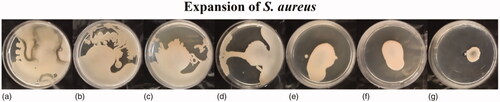 Figure 17. Decreasing pattern of spreading in S. aureus ATCC 43300 colony at presence of 0 (a), 3.12 (b), 6.25 (c), 12.5 (d), 25 (e), 50 (f), and 100 μg/mL (g) of biosynthesized Fe3O4 NPs.