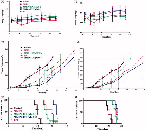 Figure 5. BALB/c mice bearing C-26 colon carcinoma tumor treated with free EPI and MMSN + EPI both in the presence and absence of external magnetic field. Control group was administrated by D 5%; MMSN is as blank; (a, b: mice body weight; a: 12 mg/kg; b: 9 mg/kg; c, d: average tumor volume changes; c: 12 mg/kg; d: 9 mg/kg; e, f: the percent of survival; e: 12 mg/kg; f: 9 mg/kg).