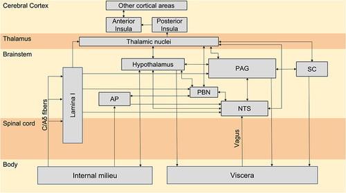 Figure 1 Interoceptive pathways, adapted from Damasio & Carvalho (2013),Citation6 involve two main routes that run alongside for conveying information from the body’s internal environment to the central nervous system; lamina I and vagus.