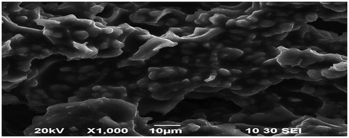 Fig. 10a SEM image of CAS before adsorption.