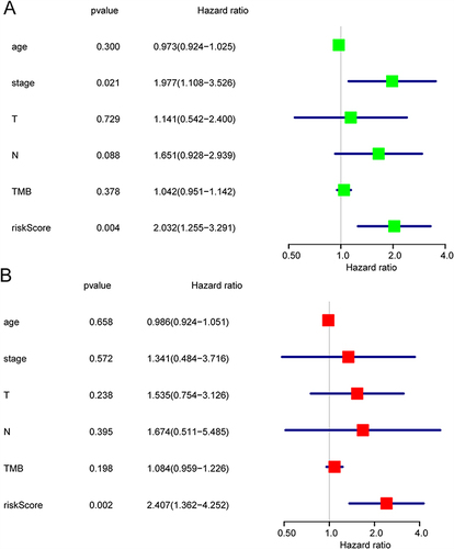 Figure 11 Independent prognostic of risk score. The univariate Cox regression (A) and multivariate Cox regression (B) analysis of the associations between the risk scores and clinical parameters and the overall survival (OS) of non-smoking females with lung adenocarcinoma.