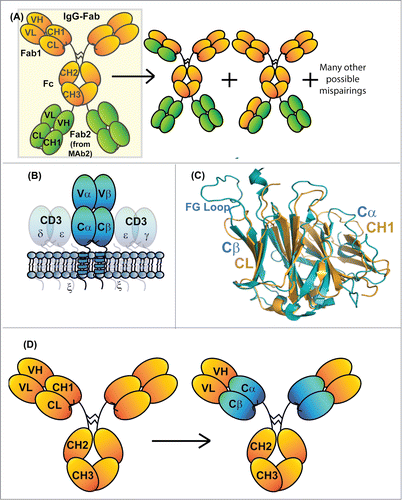 Figure 1. Schematic diagram of an IgG-Fab BsAb (A). Diagrams to the right of the correctly assembled IgG-Fab are potential mispairings related to the lack of LC specificity for a particularly HC Fd region. (B) Schematic diagram of the domain architecture of a α/β TCR. The receptor is a heterodimer consisting of 2 chains that each comprise a V-class and a C-class Ig-fold, much like an immunoglobulin Fab. (C) Superposition of the structures of an IgG1 CH1/Cκ heterodimer (pdb id: 3HC0) and the constant domains of an α/β TCR (pdb id: 3ARB). The structural homology between Cβ and Cκ as well as that between Cα and CH1 is apparent. (D) Diagram demonstrating the exchange of the CH1/Cκ domains with the TCR Cα/Cβ domains within an IgG1 antibody (denoted IgG_TCR).