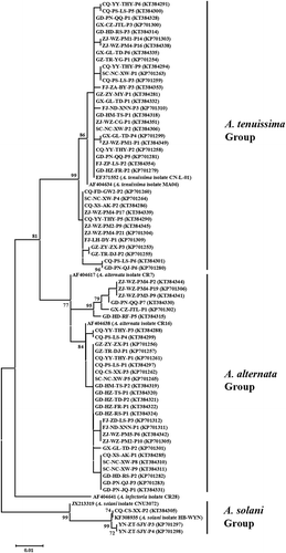 Fig. 3 Phylogenetic tree constructed based on the partial coding sequences of histone 3 gene of 37 A. tenuissima isolates, 30 A. alternata isolates, three A. solani isolates, as well as seven reference sequences retrieved from GenBank. The tree was constructed by neighbour joining using the Kimura two-parameter distance method. Bootstrap values (in percentage) above 70 from 1000 pseudo-replicates are shown for major lineages within the tree.