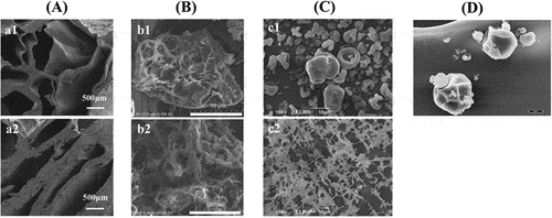 Figure 4. Scanning electron microscopy (SEM) images of typical extrusion, spray-dried, and freeze-dried structures in legume protein-based systems. (A) Textured soy protein extruded under proper heating conditions had large air chambers with thin cavity wall structure (a1), while extrudates under excessive heating obtained small air chambers with thick cavity wall structure (a2) (scale bar = 500 μm); (B) pea protein isolate-konjac gum extrudates formed larger and more pore structure (b1) after extrusion compared with no konjac gum addition samples (b2) (scale bar = 50 μm). (C) Spray-dried probiotics (lactobacillus rhamnosus GG, LGG) encapsulated by pea protein isolate-pectin complex obtained smooth surface and small cavities (c1), while the freeze-dried encapsulated samples had sponge porous network (c2) (scale bar = 10 μm). (D) Spray-dried orange essential oil microparticles stabilized by pea protein concentrate and maltodextrin without visible pores on surface and had good oxidative stability (scale bar = 5 μm) (reprinted from[Citation126,Citation200–202] with permission).