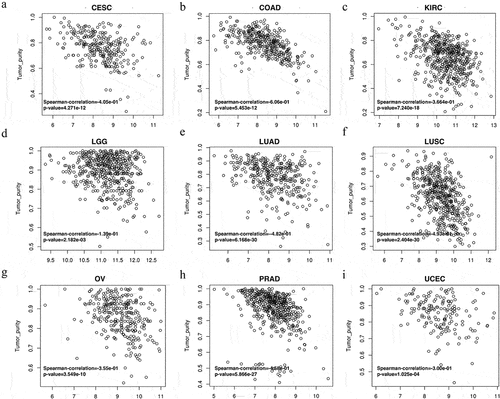 Figure 4. High expression of VASH1 led to a decrease in tumor purity in human cancer. VASH1 inversely affected tumor purity in CESC (a), COAD (b), KIRC (c), LGG (d), LUAD (e), LUSC (f), OV (g), PRAD (h), and UCEC (i). CESC, cervical squamous cell carcinoma and endocervical adenocarcinoma; COAD, colon adenocarcinoma; KIRC, kidney renal clear cell carcinoma; LGG, brain lower grade glioma; LUAD, lung adenocarcinoma; LUSC, lung squamous cell carcinoma; OV, ovarian serous cystadenocarcinoma; PRAD, prostate adenocarcinoma; UCEC, uterine corpus endometrial carcinoma. All p < .05.