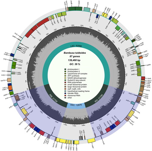 Figure 3. Chloroplast genome map of Bambusa tuldoides f. swolleninternode. The purple areas indicate the extent of the inverted repeats (IRA and IRB), which separate the genome into small (SSC) and large (LSC) single copy regions. Genes reside on the inside and outside of the outer circle are in the forward and reverse directions, respectively. Boxes on the outside and inside of the outer circle respectively represent genes transcribed clockwise and anti-clockwise. The dark and light gray bars in the inner circle denote G + C and A + T contents, respectively.