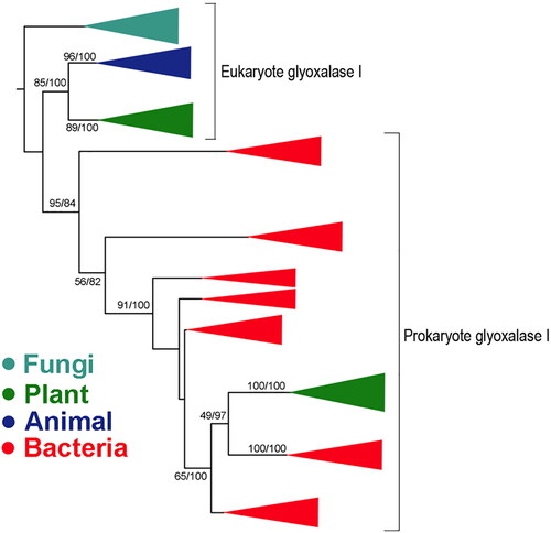 Figure 4. Phylogenetic analysis of GlyI from bacteria, fungi, plants and animals. Bootstrap values are indicated on branches. The bootstrap values are notated using maximum likelihood followed by Bayesian.