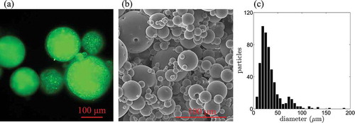 Figure 5. (a) Optical micrograph of the fluorescent particle tracers. (b) Scanning electron micrograph of the particles. (c) Particle diameter distribution obtained from SEM images.