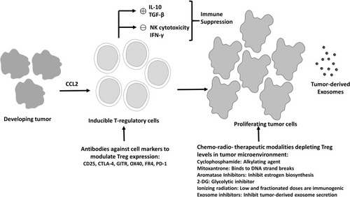 Figure 3 Current Treg therapeutics targeting cancer. Treg cells mediated immunosuppression orchestrated by immunosuppressive mediators like IL-10 and TGF-β leads to reduction in antitumor immunity (IFN-γ production and NK cells induced tumor cell cytotoxicity), resulting in excessive tumor cells proliferation. Several strategies such as antibodies targeting the important molecules for Treg activity or small molecule inhibitors, ionizing radiation and exosome inhibitors, which reduce the Treg cell number and activity represent the currently available modalities for Treg depletion and enhanced anti-tumor activity.