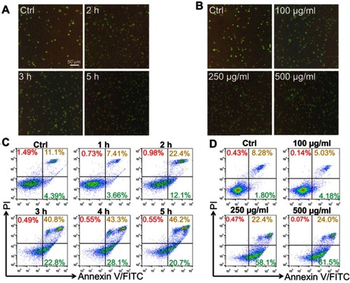 Figure 3 Lipid nanoparticle (LN) induced apoptosis of Raw264.7 cells in vitro. Apoptotic cells were stained with Annexin-V-FITC and PI and observed by fluorescence microscope (magnification ×200) after treatment (A) for various periods or (B) with different concentrations. Green fluorescence indicated cells underwent an early phase of apoptosis while red fluorescence indicated late phase apoptosis. Scale bar, 50 μm. Flow cytometry was also used for separating phases of apoptosis after treatment of LNs either (C) for various periods or (D) with different concentrations.