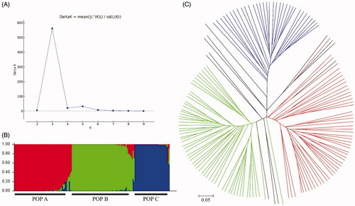 Figure 3. Subpopulations of Agaricus bisporus strains. Strains were assigned three subpopulations. (A) Delta K was calculated to estimate the optimal population number (K). (B) STRUCTURE ver.2.3.4 was used to assign each of the 156 strains to a subpopulation and visualize the probability of belonging to each subpopulation. Strains are arranged in a row and grouped by subpopulation within the whole sample. (C) Unrooted tree of A. bisporus strains. Colors indicate that the probability of each strain belonging to that specific subpopulation is ≥80%.