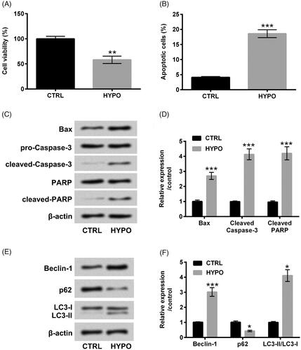Figure 1. Hypoxia triggered apoptosis and autophagy in PC-12 cells. After administration with hypoxia for 12 h, CCK-8 and flow cytometry were executed for (A) cell viability and (B) cell apoptosis determination. Western blot assay was carried out for (C and D) Bax, pro/cleaved-Cleaved-3, PARP and cleaved-PARP and (E and F) Beclin-1, p62 and LC3-I/LC3-II protein levels assessment. The three independent experiments were conducted. *p < .05, **p < .01 and * **p < .001.