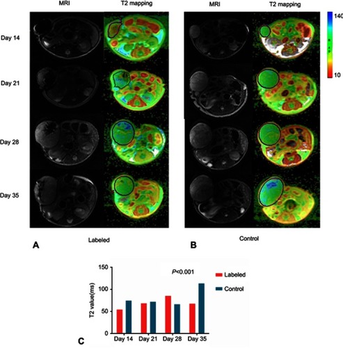 Figure 4 Appearance of labeled and unlabeled tumors over time and the corresponding T2 mapping colour images. (A, B) Conventional T2 images and pseudocolor images derived from T2 mapping images from mice at days 14, 21, 28, and 35 postinjection with labeled cells compared with images from the corresponding control groups. (C) The T2 values were compared over time between the labeled group and control group after injection of tumor cells (P<0.001).