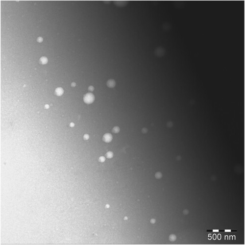 Figure 8. Transmission electron microscopy photograph of optimized luteolin-SNEDDS (F1–A1:1) at 50,000× magnification, by JEOL (JEM 1011F, MA, USA).