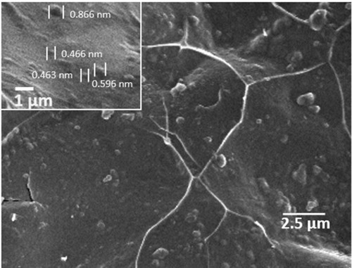 Figure 1 Scanning electron micrographs of docetaxel loaded chitosan nanoparticles.