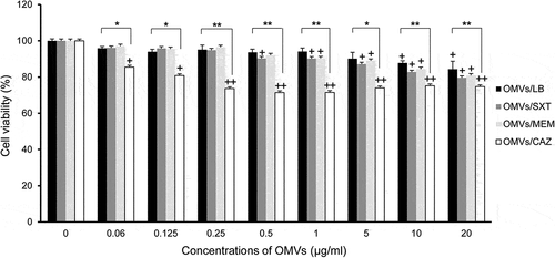 Figure 4. Cytotoxicity of A549 cells treated with OMVs from B. cepacia cultured with or without antibiotics. OMVs were isolated from culture supernatants of B. cepacia ATCC 25416 cultured in LB (OMVs/LB), LB with 0.5/9.5 μg/mL trimethoprim-sulfamethoxazole (OMVs/SXT), LB with 2 μg/mL meropenem (OMVs/MEM), or LB with 16 μg/mLceftazidime (OMVs/CAZ). Cells were treated with various concentrations of B. cepacia OMVs for 24 h, and cell viability was determined using the MTT assay. Data are presented as mean ± SD of three independent experiments. +P < 0.05, ++P < 0.01 compared to untreated control cells.*P < 0.05, **P < 0.01 compared to OMVs/LB.