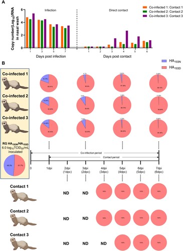 Figure 7. Competitive replication and transmission of rCT/W811-HA193N and rCT/W811-HA193D viruses. Infectious viral RNA copy numbers (A) over time in nasal wash samples are shown. Schematic diagram of the experimental setup of three ferret pairs; each co-infected donor ferret having housed together with one naïve direct contact ferret (B). Nasal wash samples were collected every other day from 1 to 7 dpi, and daily among contact ferrets from 1-day post contact (dpc) to 6 dpc. Each pie chart depicts proportions of A or G nucleotides at position 613 (corresponding to N (blue) or D (red) at amino acid position 193, respectively) detected from individual nasal wash samples over time. The limit of virus detection of (A) was 0.2 log10 viral RNA copy/0.2 mL (dashed lines).