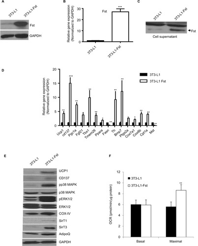 Figure 2 Comparative analysis of Fst expression, key brown/beige related markers and oxygen consumption in Fst overexpressing 3T3-L1 Fst and 3T3-L1 cells. Analysis of relative Fst protein (A), gene expression (B), and Fst release in cultured medium (30 µl supernatant) (C) in 3T3-L1 and 3T3-L1 Fst grown under normal growth conditions. (D) Quantitative gene expression analysis of key markers involved in adipose browning, mitochondrial biogenesis pathway in cells allowed to differentiate under standard adipogenic differentiation conditions for 9 days. (E) Western blot analysis of key proteins involved in adipose browning and regulation of key signaling pathway involved during the process in differentiated 3T3-L1 and 3T3-L1 Fst cells. (F) Analysis of OCR in differentiated 3T3-L1 and 3T3-L1 Fst cells after 9 days using Seahorse Bioscience XF24 extracellular flux analyzer. Data are expressed as mean ± SD. *P≤0.05, **P≤0.01, and ***P≤0.001. (n=3).