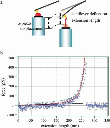 Figure 3. (a) Conceptual diagram for the measurement of mechanical properties of single chains by atomic force microscopy. (b) Tension and extension length results of a single polystyrene chain in cyclohexane at 35°C obtained by the method shown in Figure 3a (reproduced with permission from Elsevier)