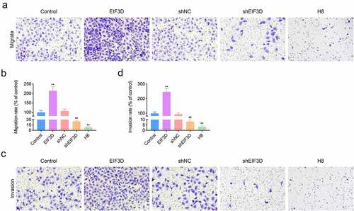 Figure 3. Knockdown of EIF3D restrained the motility of cervix cancer cells. (a). Transwell migration assays showed the migration capacity of HeLa cells or H8 cells upon the indicated transfection. The number of migrate cells was quantified. (b). Transwell invasion assays showed the invasive HeLa cells or H8 cells upon the indicated transfection. The number of invasive cells was quantified. Data are shown as mean ± SEM, ** p < 0.01 EIF3D vs Control, ## p < 0.01 shEIF3D vs shNC. NC, negative control.