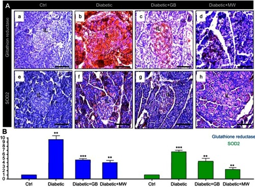 Figure 4 GB and MW protective effect against oxidative stress induced by type 2 diabetes. (A a-d) Paraffin sections stained with anti-glutathione reductase antibody. The expression of glutathione reductase was increased in diabetic pancrease and back to almost normal after the use of GB and MW. Furthermore, (A e-h) Paraffin tissue sections stained with anti SOD2 antibody. SOD2 expression was intensively increased in diabetic pancreas while with the use of GB and MW was comparable with control. Scale bar 100 µm. Image J analysis displayed a significant increase of glutathione reductase and SOD2 intensities in diabetic pancreas compared to Ctrl. In Diabetic+GB and Diabetic+MW pancreas, glutathione reductase and SOD2 protein expression intensities were decreased to be comparable with Ctrl (B). *P<0.05, **P<0.01 and ***P<0.001 vs control group.