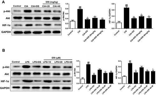 Figure 5 Effects of ERI on the expression of Akt/HIF-1α signaling in synovial tissue and RAW264.7 cells. (A) Rats were given an intragastric injection of ERI (20 and 40 mg/kg) once a day for 4 weeks after immunized again. Protein samples were analyzed by Western blot with specific antibodies. (B) Cells were treated with LPS (1 μg/mL) with or without drugs (ERI, 10 μM, 20 μM, and 40 μM) for 24 h. Protein samples were analyzed by Western blot with specific antibodies. Values represent the mean ± SD and are representative of two independent experiments. ##P < 0.01 versus control group; *P<0.05, **p < 0.01, versus CIA group or LPS group.