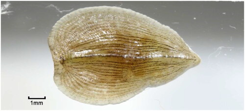 Figure 1. A reference image of Alboglossiphonia lata sequenced in this study. The specimens were collected in Chengde City, Hebei Province, China (coordinates: N 41°03’, E117°57’). The photograph was taken by Linchun Shi at the Institute of Medicinal Plant Development.