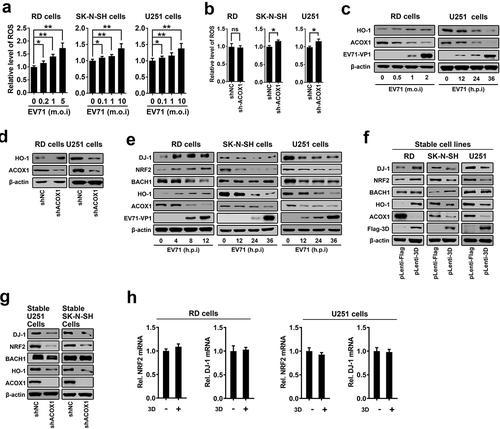 Figure 7. EV71 infection and ACOX1 knockdown promote neural cell death through inducing ROS and attenuating the DJ-1/NRF2/HO-1 pathway. (a) RD cells were infected with EV71 at the indicated MOIs for 18 h. SK-N-SH cells were infected with EV71 at the indicated MOIs for 48 h. U251 cells were infected with EV71 at the indicated MOIs for 24 h. Cellular ROS level was tested using a ROS detection kit. (b) Cellular ROS levels in stable ACOX1 knockdown RD cells, stable ACOX1 knockdown SK-N-SH cells, and stable ACOX1 knockdown U251 cells were tested. (c) RD cells were infected with EV71 at different MOIs for 12 h. U251 cells were infected with EV71 at an MOI of 2 for different times. (d) Stable ACOX1 knockdown cells were subjected to Western blot analysis. (e) RD cells were infected with EV71 at an MOI of 2 for different times. SK-N-SH cells were infected with EV71 at an MOI of 2 for different times. U251 cells were infected with EV71 at an MOI of 2 for different times. (f) Stable EV71 3D expressing cells were subjected to Western blot analysis. (g) Stable ACOX1 knockdown cells were subjected to Western blot analysis. (h) RD cells, and U251 cells were transfected with vector or plasmid expressing EV71 3D protein, 48 hours after transfection, the mRNA levels of NRF2, and DJ-1 were measured by qRT-PCR and normalized to GAPDH mRNA