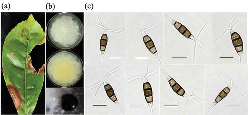 Fig. 1 The morphological characteristics of Pestalotiopsis-like species isolated from tea plants. (a) Symptoms caused by gray blight disease on tea plants; (b) Cultural traits of Pestalotiopsis isolates on potato dextrose agar (PDA) medium at 25 ± 2°C for six days; (c) Conidial morphology of Pestalotiopsis isolates on PDA medium after 8 days incubation (scale bar = 10 um)