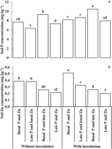 Figure 1. (A, B) Effects of fertilization time and rhizobacteria inoculation on plant-available fractions of phosphorus and zinc in maize rhizosphere. Different letters over the bars show significant difference based on Tukey’s HSD at P ≤ 0.05.