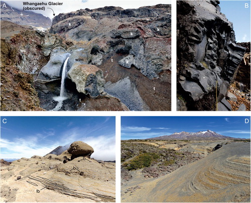 Figure 9. Examples of eruptive materials comprising the edifices and ring plains. A: Tabular ice-marginal lava flows exposed in the Whangaehu valley wall, Ruapehu, inferred to have been confined against a retreating Whangaehu Glacier. Some flows have quenched glassy knuckles and lobes (k), where the lava excavated cavities in the glacier margin, and they overlie or intrude till (t). The lava (wim) that forms the c. 30 m high waterfall is interpreted to have been emplaced subglacially in a meltwater tunnel when the Whangaehu Glacier occupied this gorge, creating an internal mould of the tunnel. The rubbly lava flow (wc) is from Te Wai ā-Moe/Crater Lake and was deflected from entering the gorge by the glacier, instead deviating along the higher margin of the gorge to the left of the photo. GNS Science photo by Dougal Townsend; B: Characteristic cooling fractures orientated perpendicular to the margin of ice-bound lava, formed by quenching when the lava contacted ice. Photo by Colin Wilson; C: Bedded lapilli tuff deposits bearing fluidal bombs with quenched rinds. Bombs (b) are aligned parallel to bedding and their basal surfaces scour the underlying bedding, rather than form impact sag structures. The bombs are ∼ 30 cm in diameter. Bedding is lenticular (lb) and defined by grain size variations with individual beds well sorted. Traction structures indicate emplacement from water along the steep summit ridgeline of Tongariro volcano. The lapilli tuffs are interpreted as subaqueous density current deposits emplaced in meltwater channels confined by a summit ice cap. Photo by Rosie Cole. D: Airfall ash and lapilli aged between c. 25 and 12 ka mantle blocky distal lava flows (to the left) from Ruapehu volcano near the Desert Road. The bank of tephra at right is about 3 m high. GNS Science photo by Dougal Townsend.