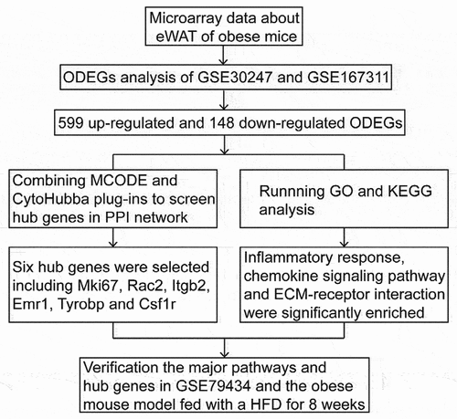 Figure 1. A schematic view of the study’s procedure that combining with the analysis between GSE30247 and GSE167311, selecting major pathways and hub genes to validate in GSE79434 and the obese mouse model. eWAT: epididymal white adipose tissue; ODEGs: overlapping differentially expressed genes; MCODE: Molecular Complex Detection; PPI: protein–protein interaction; GO: Gene Ontology; KEGG: Kyoto Encyclopedia of Genes and Genomes; Mki67: monoclonal antibody Ki 67; Rac2: Rac family small GTPase 2; Itgb2: integrin beta 2; Emr1: emerin homolog 1; Tyrobp: TYRO protein tyrosine kinase binding protein; Csf1r: colony-stimulating factor-1 receptor; EMC: extracellular matrix; HFD: high fat diet.