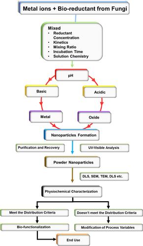 Figure 1 Basic mechanism flowchart of fungal-based biosynthesis of nanoparticles.