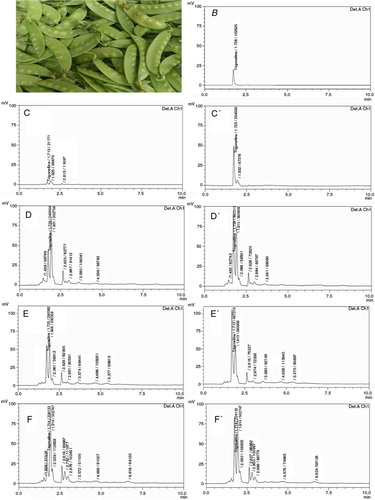 Fig. 1 The trigonelline content in P. sativum was analyzed by HPLC. (A) Snow pea used in this study was purchased from a traditional market in December in Taiwan Taichung city. (B) Pure trigonelline (5 µg/ml) showed a retention time of 1.728 min. HPLC analysis of the n-hexane (C), methanol (D), n-butanol (E), and water (F) soluble fractions of P. sativum exhibited one peak about at 1.72 min, which was merged with that of trigonelline standard. For qualitative analysis of trigonelline in the fractions of P. sativum, 15 µg/ml trigonelline was added to the four fractions of P. sativum and then analyzed by HPLC (C′, D′, E′, and F′). Results are representative of three independent experiments.