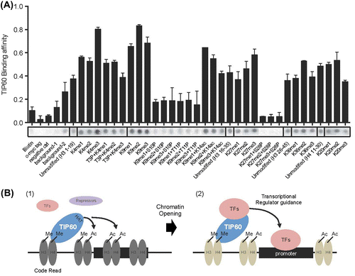 Fig. 4. Phosphorylation of histone H3 on Ser10, Thr11, and Ser28 inhibits the interaction between TIP60 and acetylated or methylated histone H3 peptides.Notes: (A) The peptide array shows the affinity of TIP60 for specific combinations of histone modifications. Each spots represent the affinity between TIP60 and a histone peptide. (B) Schematic model of transcriptional regulation by TIP60. TIP60 is recruited to a methylated histone region through its chromodomain. TIP60 then acetylates nearby lysine residues to open the compact chromatin (1). Depending on the cellular context and the chromatin environment, TIP60 recruits transcriptional activators or repressors via protein–protein interactions to modulate target gene expression. Acting as a mediator between the histone code and TFs, TIP60 enhances the loading of TFs onto the promoter region (2).