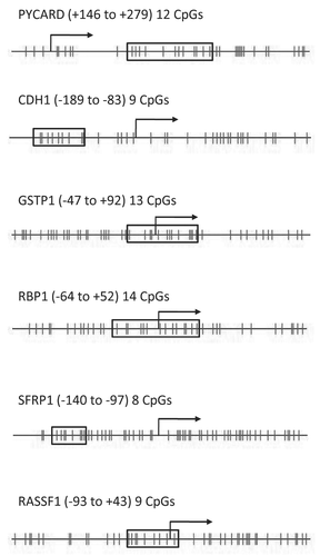 Figure 1 CpG sites examined in the six genes. The vertical lines represent individual CpG sites within the CpG island of the promoter region. The boxed areas enclose the sites analyzed in each assay. The transcriptional start site is marked with an arrow and the numbers in parentheses define the boxed region relative to the transcriptional start site.