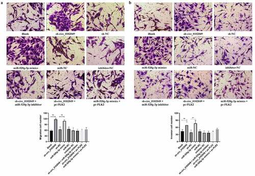 Figure 4. Silence of circ_0102049 promoted the invasion and migration of MG63 cells through targeting miR-520g-3p/PLK2 axis. MG63 cells were transfected with sh-circ_0102049, sh-NC, miR-520g-3p mimics, miR-NC, inhibitor NC, sh-circ_0102049 + miR-520g-3p inhibitor, sh-circ_0102049 + pc-PLK2 or miR-520g-3p mimics + pc-PLK2. The migration (a) and invasion (b) of MG63 cells was evaluated by Transwell assay. Bar: 50 μM, N = 3, ** P < 0.01 and no marks indicates no significant difference