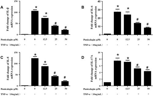 Figure 2 Punicalagin decreased the mRNA expression of pro-inflammatory cytokines in RA FLSs. RA FLS were stimulated with TNF-α (10ng/mL) for 12 h in the presence or absence of punicalagin (at the concentration 12.5, 25, and 50μM). Quantitative real-time PCR was used to measure the levels of mRNA expression. A–D, the expression of mRNA levels of IL-1β, IL-6, IL-8 and IL-17A, respectively. Data were normalized to β-Actin. Data represent the mean±SEM of 3 independent experiments. *P < 0.05 vs control, #P < 0.05 vs TNF-α.