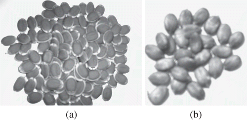 Figure 2 Sponge gourd seeds (a) whole seeds; and (b) dehulled seeds.