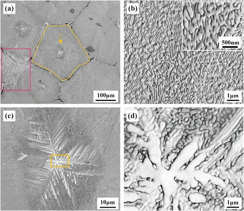 Figure 4. Surface morphology of Al2O3–ZrO2 nanoeutectic layer [Citation21]: (a) representative single dendritic ZrO2-cored eutectic colony generated by equiaxed solidification, (b) enlarged view of (a), presenting the irregular Chinese-script nanoeutectic, (c) branched structure of ZrO2 primary dendritic core, corresponding to the arrow in (a), (d) enlarged view of (c), showing the dendrite core structure. Reproduced with permission from Ref. [Citation21], © Elsevier B.V. 2019.