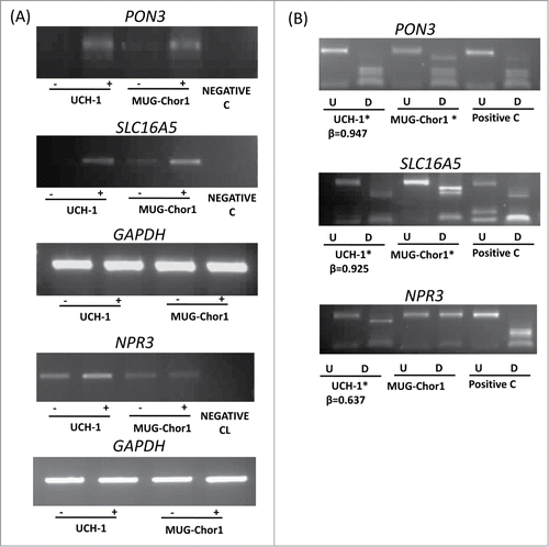 Figure 3. Expression and methylation analysis in ES cell lines. Expression and methylation results for 3 selected genes in chordoma cell lines (PON3, SLC16A5, and NPR3; GAPDH as control). (A) Expression analysis using RT-PCR in 2 chordoma cell lines are shown for each gene with (-) indicating the samples without 5-azaDC treatment and (+) indicating the samples after 5-azaDC treatment. (B) COBRA results for the selected genes in cell lines. Undigested (U) samples were loaded next to the BstU1 digested samples (D). Two chordoma cell lines are shown for each gene and the positive control (Positive C) is in vitro methylated DNA. (*) indicates that the cell line is methylated. β-values from the HumanMethylation450 BeadChip array for UCH-1 cell line is also shown under each digest.