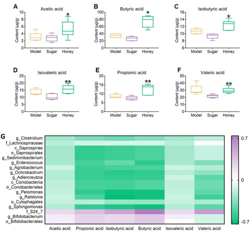 Figure 4. Significantly different short chain fatty acids (SCFAs) (A–F) acetic acid, butyric acid, isobutyric acid, isovaleric acid, propionic acid, valeric acid content respectively, * p < 0.05, ** p < 0.01 compared with HFD group; # p < 0.05, ## p < 0.01 compared with sugar group; (G) Spearman correlation analysis, correlation between SCFAs and differential bacteria.