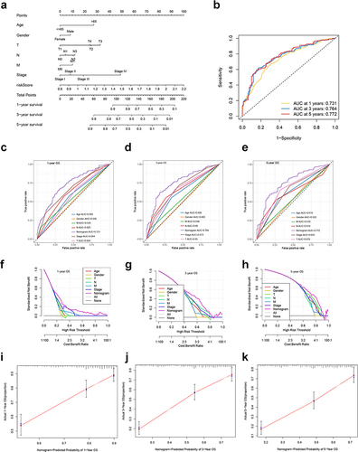 Figure 11 Development and validation of a nomogram based on the CRGS risk score signature. (a) Nomogram integrating risk score, age, gender, T, N, M status and tumor stage for predicting 1-, 3- and 5-year OS. (b) Time-dependent ROC curve of the nomogram for predicting 1-, 3- and 5-year OS. (c–e) Time‐dependent ROC curves evaluating the efficacy of the nomogram to predict 1-, 3- and 5-year OS, compared with other factors, including age, gender, T, N, M status and tumor stage. (f–h) DCA curves estimating the predictive efficacy of the nomogram from the perspective of clinical benefit. The y-axis refers to the net benefit. The x-axis refers to the predicted OS. The black line represents the hypothesis that all patients survive for 5 years. The gray line represents the hypothesis that no patients stay alive for more than one year. (i–k) Calibration curves of the nomogram for predicting 1-, 3- and 5-year OS. The gray lines represent the ideal predictive model and the red lines represent the observed model.