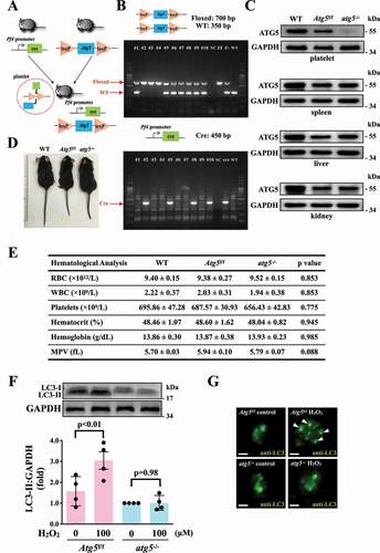 Figure 4. Effects of atg5 deficiency on LC3 expression and autophagy flux H2O2-activated atg5−/− platelets of mice. (A) Schematic for platelet-specific atg5−/− mice generation by using Cre-loxP recombination system. (B and C) Identification of platelet-specific atg5−/− mice by PCR (B) and western blotting (C). (D) Phenotype of the representative 8-week-old mice of WT, Atg5f/f, and platelet-specific atg5−/− mice. (E) Hematological parameters of WT, Atg5f/f, and platelet-specific atg5−/− mice analyzed using IDEXX Procyte Dx. Values are expressed as the means ± S.E.M. (n = 7). (F) Washed mouse Atg5f/f and atg5−/− platelets (1 × 109/mL each) treated with or without 100 μM H2O2 for 60 min, and LC3 was then detected by western blotting. (G) Endogenous LC3 after 100 μM H2O2 treatment detected through immunofluorescence (IF) under a deconvolution microscope. The arrows indicate LC3 puncta. Scale bar: 1 μm. The profiles (C and G) are representative examples of 4 similar experiments. Data (F) are presented as the means ± S.E.M. (n = 4)